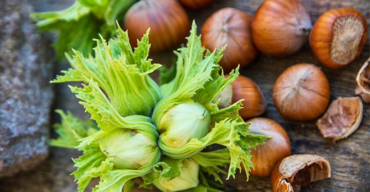Hazlenuts
